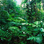 Risco abiental